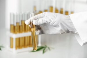 A lab tech testing cannabis for microbial contamination
