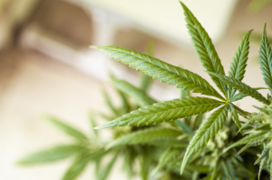 Cannabis products can be subject to recalls