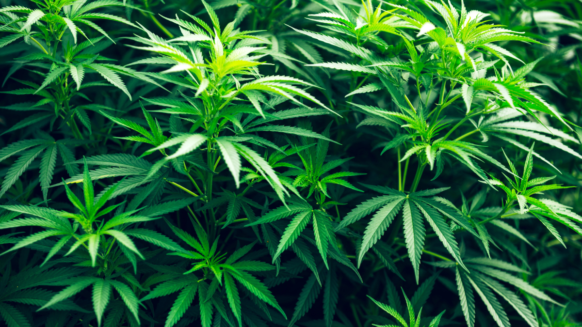 Cannabis Industry Update